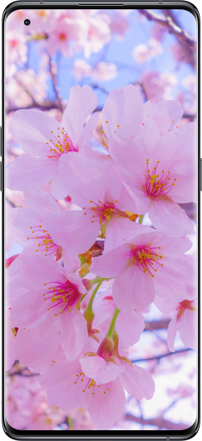 Силиконовый чехол Сакура для Oppo Find X5 - 6029u-2602 изображение 