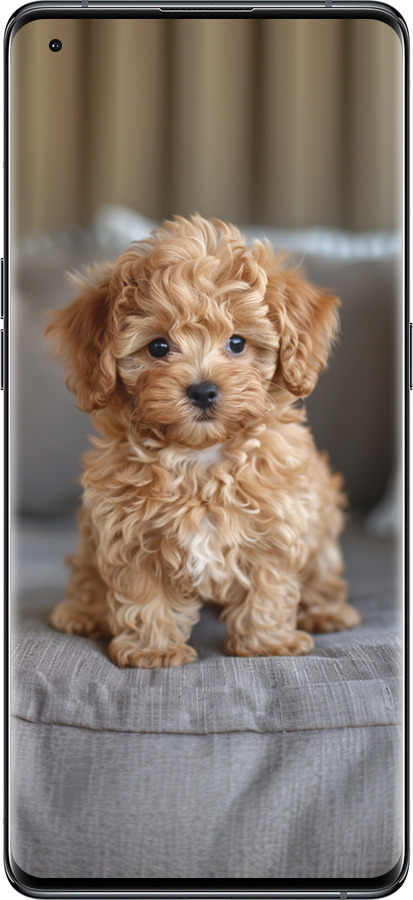 Силиконовый чехол Mini-maltipoo для Oppo Find X5 - 6158u-2602 изображение 