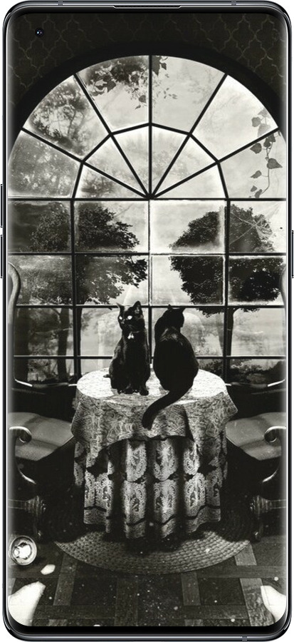 Силиконовый чехол Череп и коты для Oppo Find X5 - 6432u-2602 изображение 