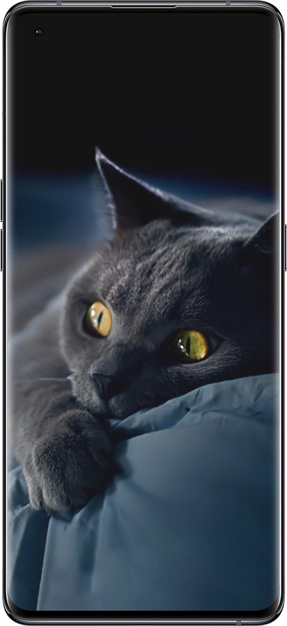 Силиконовый чехол Дымчатый кот для Oppo Find X5 - 825u-2602 изображение 