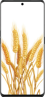 Силіконовий чехол Колоски пшениці для Oppo Find X6 Pro - 5866u-3041 изображение 