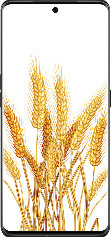 Силіконовий чехол Колоски пшениці для Oppo Find X6 Pro - 5866u-3041 изображение 
