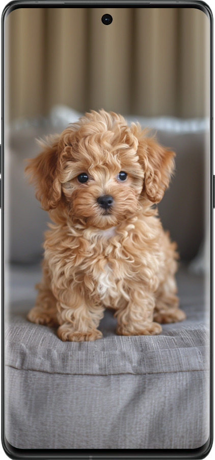 Силиконовый чехол Mini-maltipoo для Oppo Find X6 Pro - 6158u-3041 изображение 