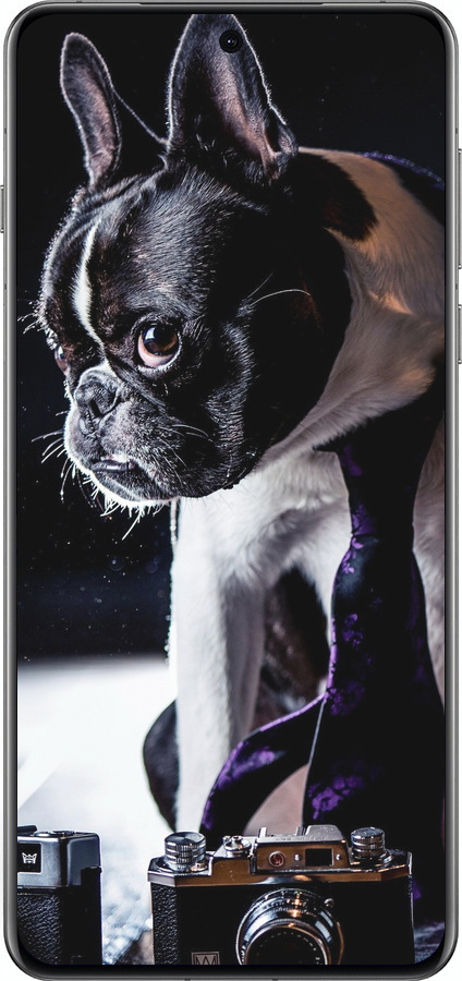 Силиконовый чехол Бульдог-фотограф для Oppo Find X8 Pro - 142u-3872 изображение 