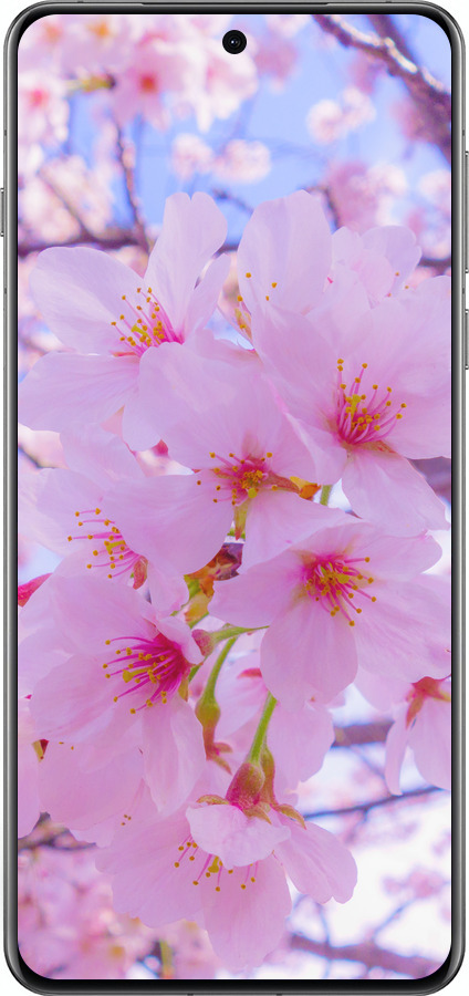 Силиконовый чехол Сакура для Oppo Find X8 Pro - 6029u-3872 изображение 