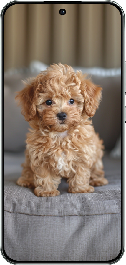 Силиконовый чехол Mini-maltipoo для Oppo RENO 14F 5G - 6158u-4091 изображение 