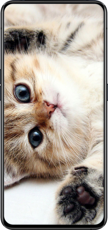 TPU чехол Котик для Oppo Reno 2 - 6024b-1864 изображение 