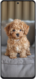 Силиконовый чехол Mini-maltipoo для Oppo Reno8 Pro 5G - 6158u-2615 изображение 