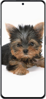 Силиконовый чехол Щенок йоркширского терьера для Oppo Reno8 Pro 5G - 931u-2615 изображение 