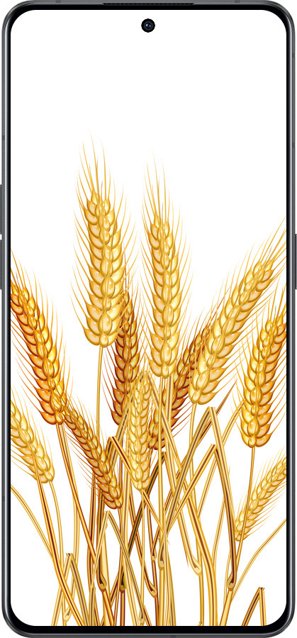 Силіконовий чехол Колоски пшениці для Oppo Reno8 Pro 5G - 5866u-2615 изображение 