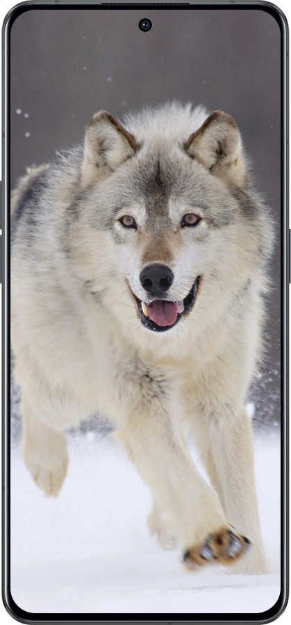 Силиконовый чехол Бегущий волк для Oppo Reno8 Pro 5G - 826u-2615 изображение 