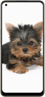 Силиконовый чехол Щенок йоркширского терьера для Oppo Reno8 5G - 931u-2614 изображение 