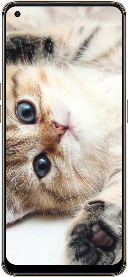 Силіконовий чехол Котик для Oppo Reno8 5G - 6024u-2614 изображение 