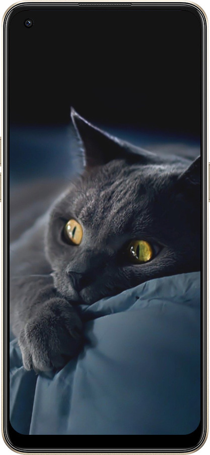 Силіконовий чехол Димчастий кіт для Oppo Reno8 5G - 825u-2614 изображение 