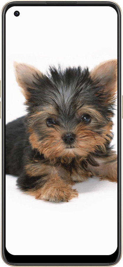 Силиконовый чехол Щенок йоркширского терьера для Oppo Reno8 5G - 931u-2614 изображение 