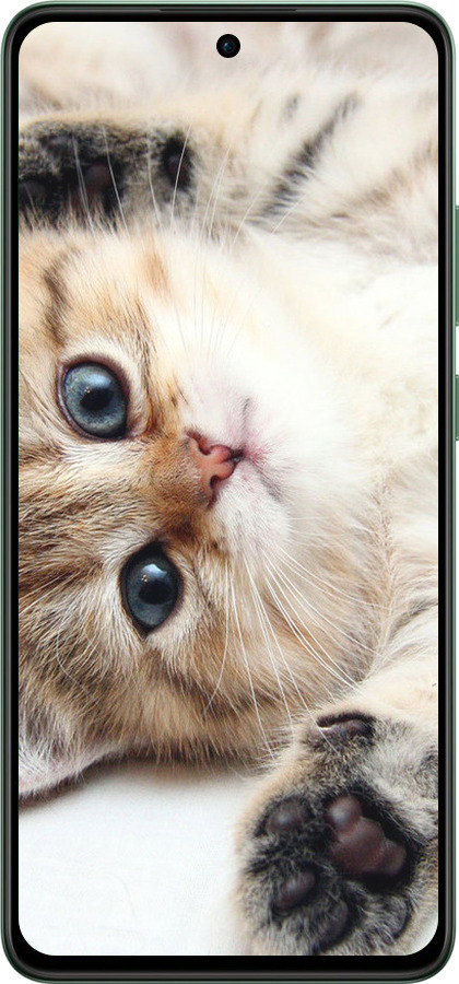 TPU чехол Котик для Oppo Reno12 F 4G - 6024b-3847 изображение 