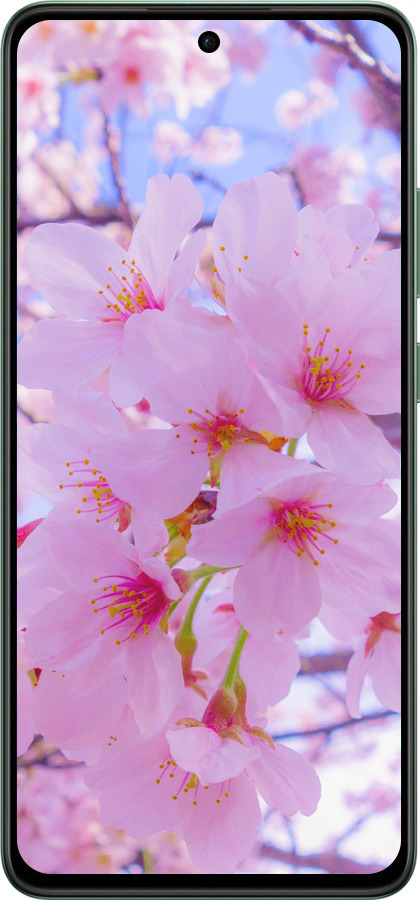 Силиконовый чехол Сакура для Oppo Reno12 F 4G - 6029u-3847 изображение 
