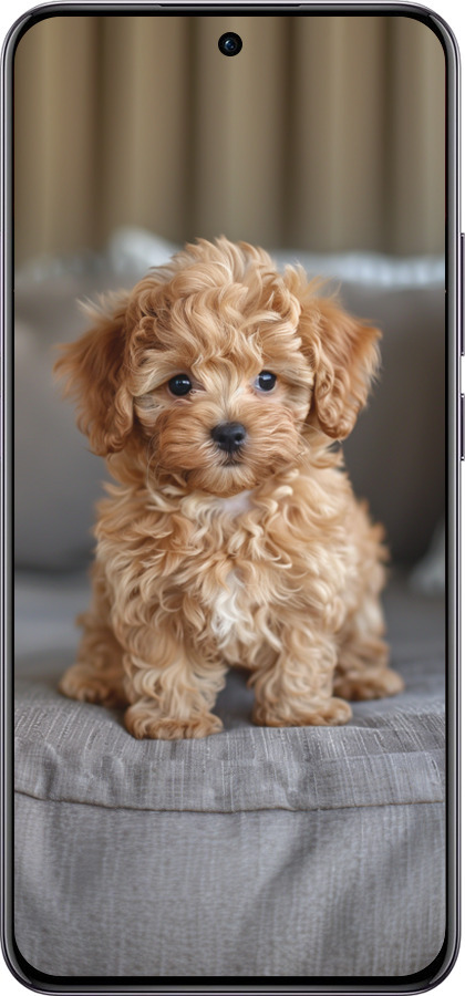 TPU чехол Mini-maltipoo для Oppo Reno12 Pro 5G - 6158b-3740 изображение 