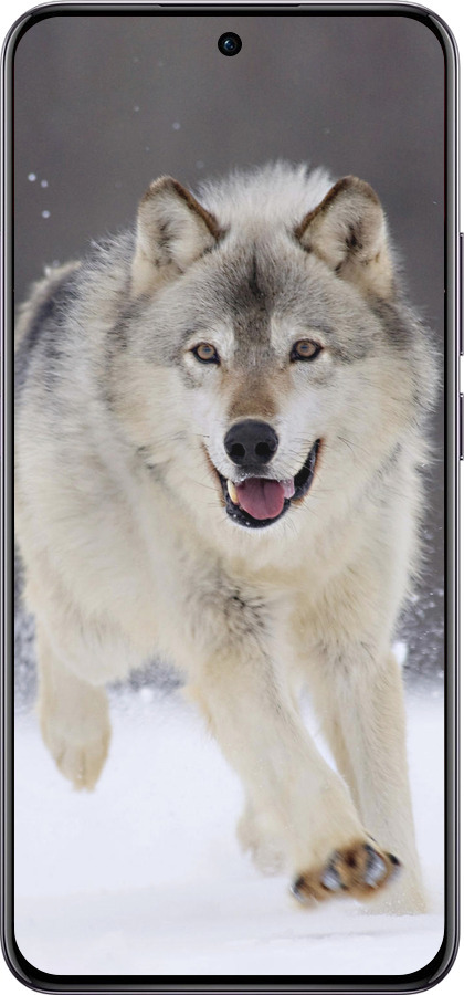 TPU чехол Бегущий волк для Oppo Reno12 Pro 5G - 826b-3740 изображение 