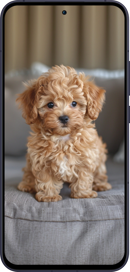 Силиконовый чехол Mini-maltipoo для Oppo Reno13 5G - 6158u-3944 изображение 