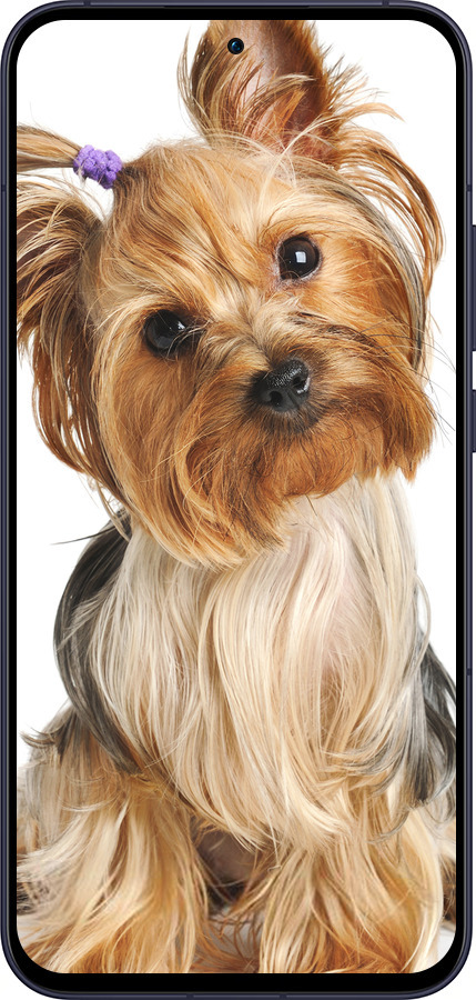 Силиконовый чехол Йоркширский терьер с хвостиком для Oppo Reno13 5G - 930u-3944 изображение 