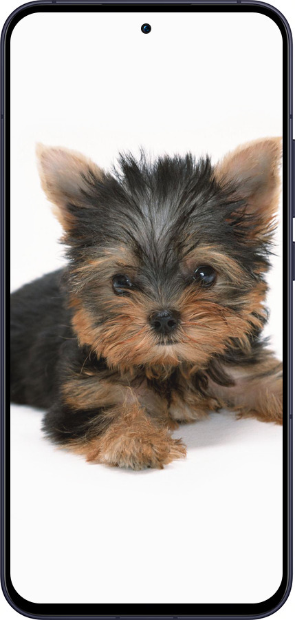 Силиконовый чехол Щенок йоркширского терьера для Oppo Reno13 5G - 931u-3944 изображение 