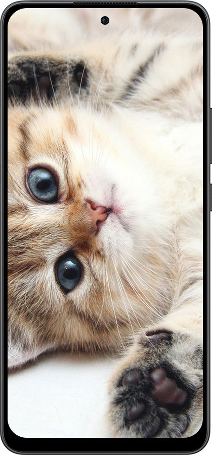 Силиконовый чехол Котик для Oppo Reno13 F 5G / Reno13 F 4G - 6024u-3955 изображение 