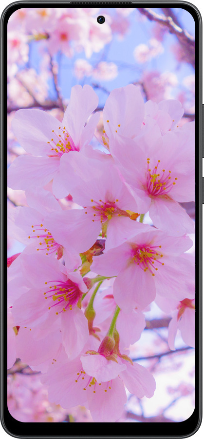 Силиконовый чехол Сакура для Oppo Reno13 F 5G / Reno13 F 4G - 6029u-3955 изображение 