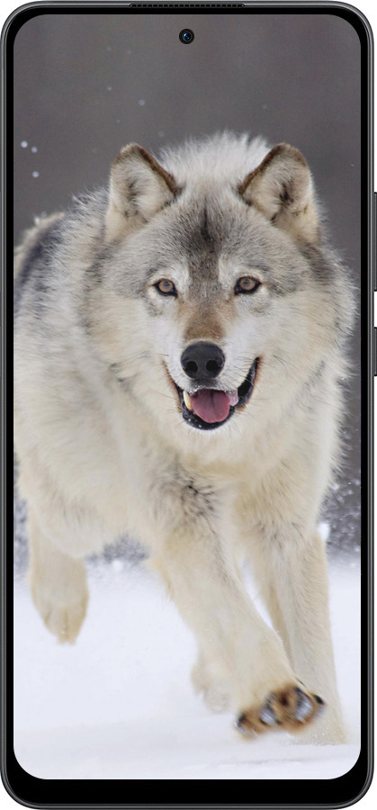 Силиконовый чехол Бегущий волк для Oppo Reno13 F 5G / Reno13 F 4G - 826u-3955 изображение 