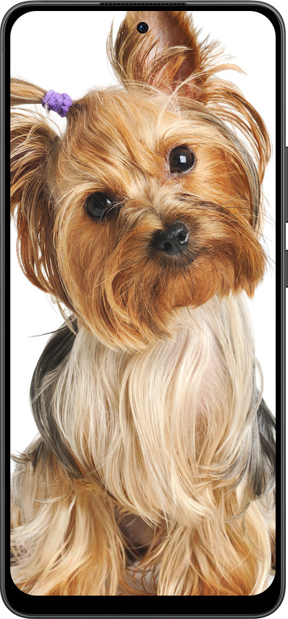 Силиконовый чехол Йоркширский терьер с хвостиком для Oppo Reno13 F 5G / Reno13 F 4G - 930u-3955 изображение 