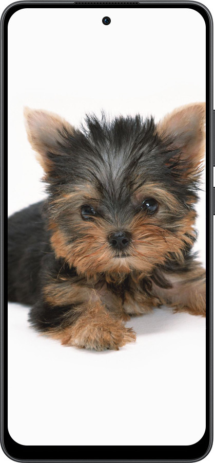 Силиконовый чехол Щенок йоркширского терьера для Oppo Reno13 F 5G / Reno13 F 4G - 931u-3955 изображение 