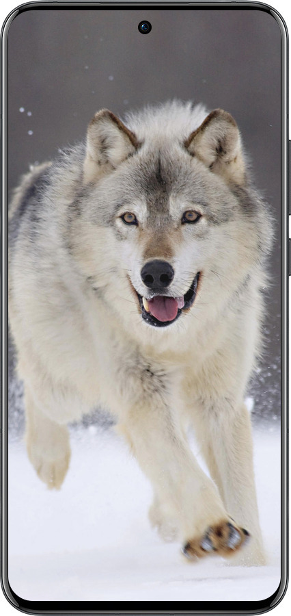 Силиконовый чехол Бегущий волк для Oppo Reno13 Pro - 826u-3943 изображение 