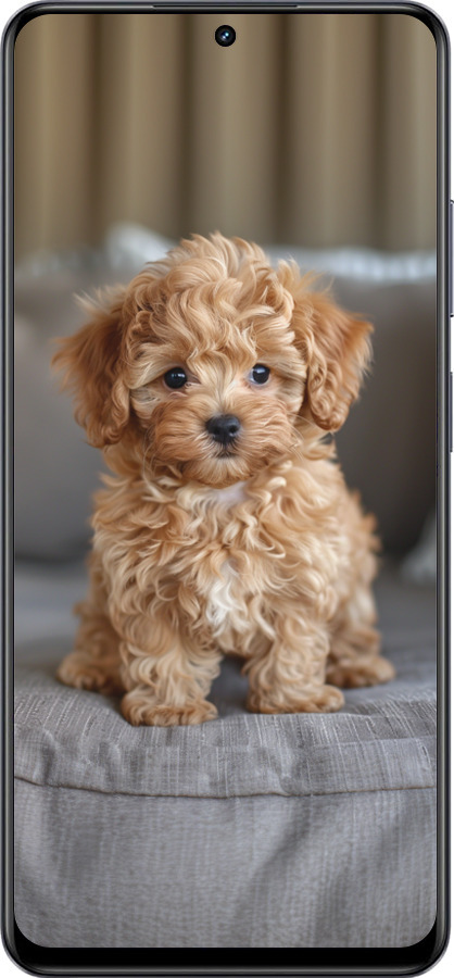 TPU чехол Mini-maltipoo для Realme 13+ 5G - 6158b-3891 изображение 