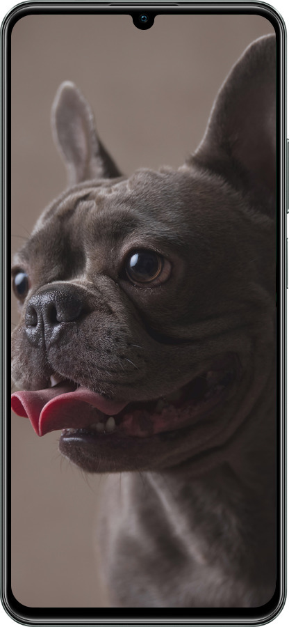 TPU чехол Милий бульдог для Realme C61 - 5546b-3781 изображение 