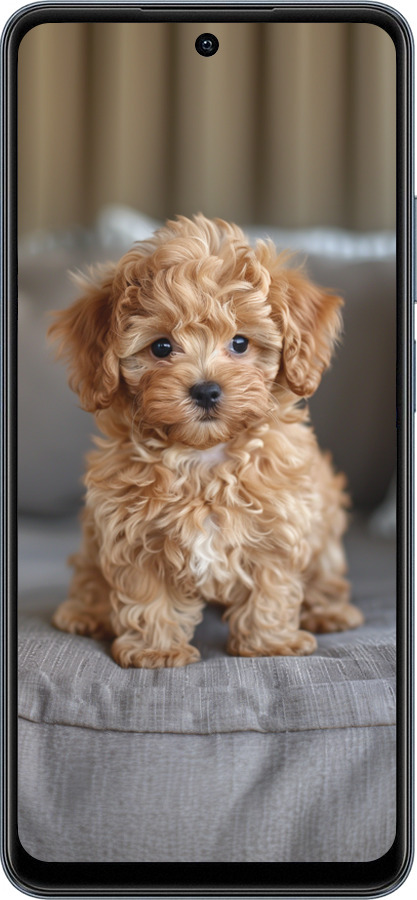 TPU чехол Mini-maltipoo для Realme C65 4G - 6158b-3719 изображение 