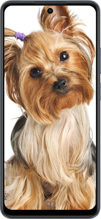 TPU чехол Йоркширский терьер с хвостиком для Realme C65 4G - 930b-3719 изображение 