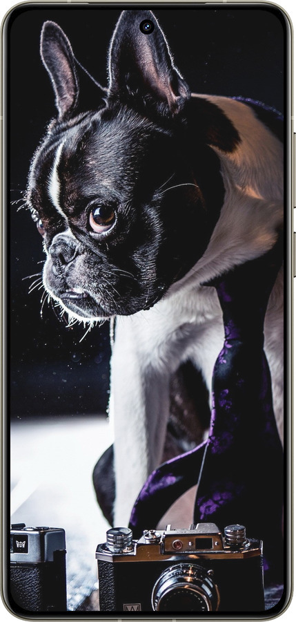 Силиконовый чехол Бульдог-фотограф для Realme GT 7 Pro - 142u-3893 изображение 