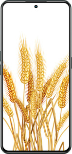 Силиконовый чехол Колоски пшеници для Realme GT Neo3 - 5866u-2590 изображение 