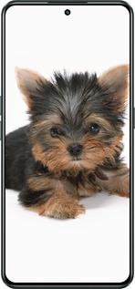 Силиконовый чехол Щенок йоркширского терьера для Realme GT Neo3 - 931u-2590 изображение 