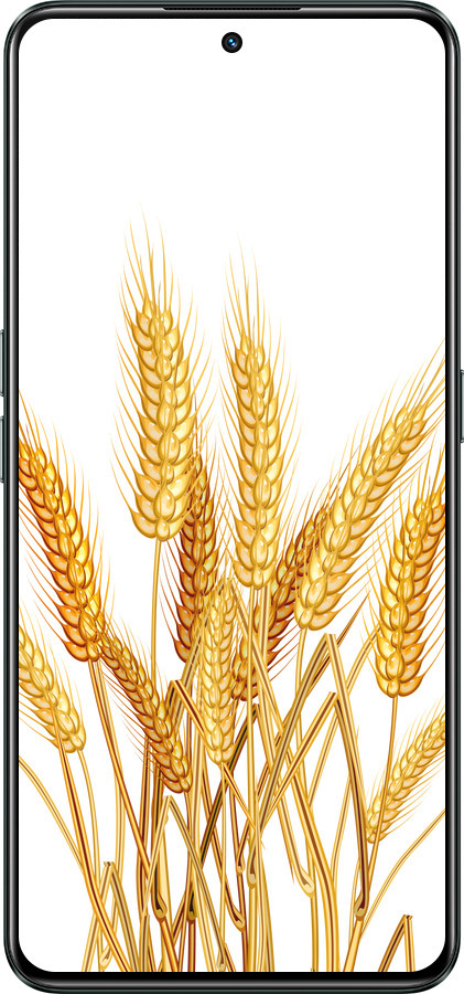 Силиконовый чехол Колоски пшеници для Realme GT Neo3 - 5866u-2590 изображение 