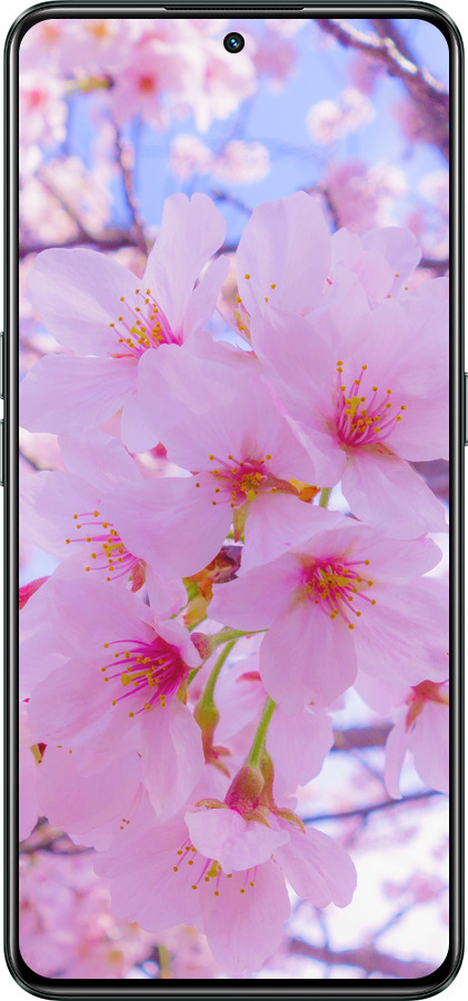 Силиконовый чехол Сакура для Realme GT Neo3 - 6029u-2590 изображение 