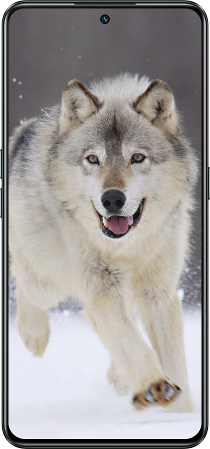 Силіконовий чехол Вовк, що біжить для Realme GT Neo3 - 826u-2590 изображение 