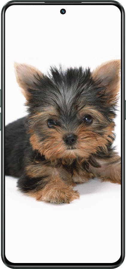 Силиконовый чехол Щенок йоркширского терьера для Realme GT Neo3 - 931u-2590 изображение 