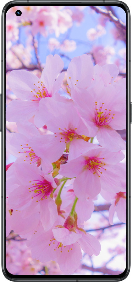 Силиконовый чехол Сакура для Realme GT2 Pro - 6029u-2566 изображение 