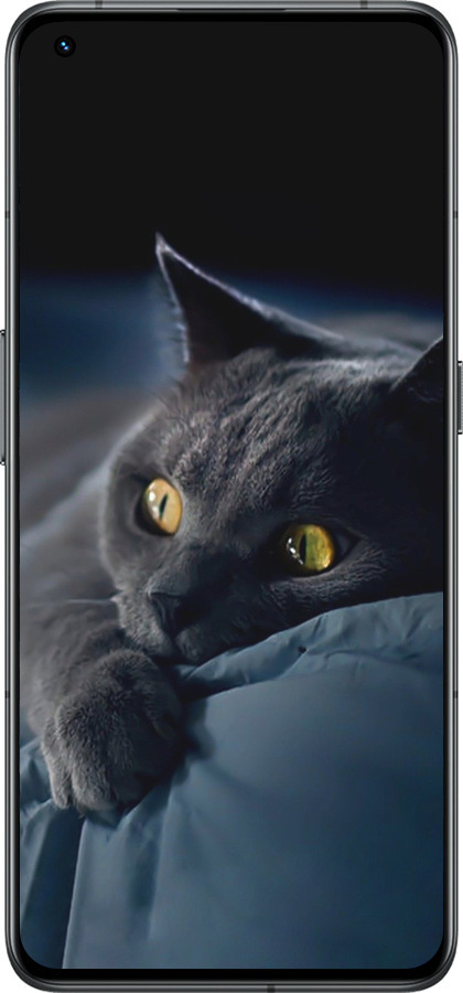 Силіконовий чехол Димчастий кіт для Realme GT2 Pro - 825u-2566 изображение 