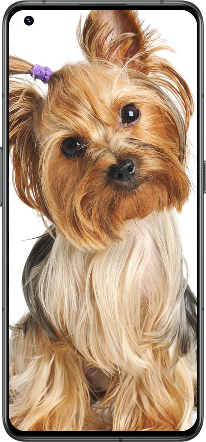 Силиконовый чехол Йоркширский терьер с хвостиком для Realme GT2 Pro - 930u-2566 изображение 