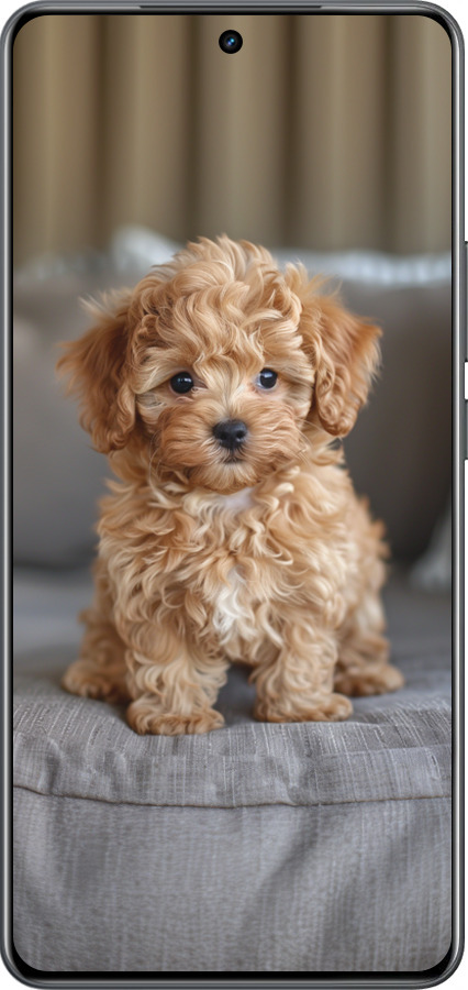 Силиконовый чехол Mini-maltipoo для Realme Neo7 - 6158u-3946 изображение 