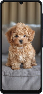 Силиконовый чехол Mini-maltipoo для Samsung Galaxy A06 4G - 6158u-3776 изображение 