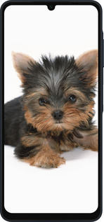 Силиконовый чехол Щенок йоркширского терьера для Samsung Galaxy A06 4G - 931u-3776 изображение 