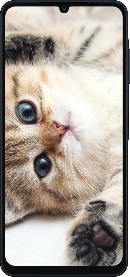 Силиконовый чехол Котик для Samsung Galaxy A06 4G - 6024u-3776 изображение 